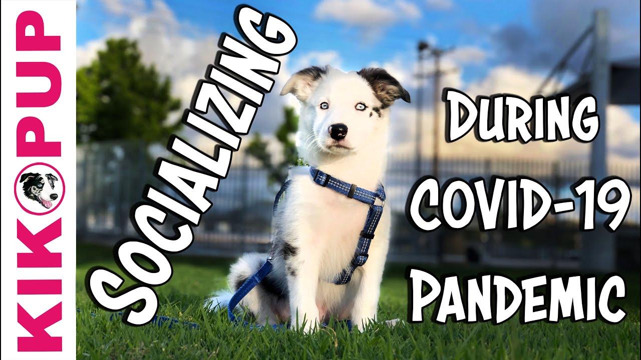 Socializing a Puppy During the Pandemic