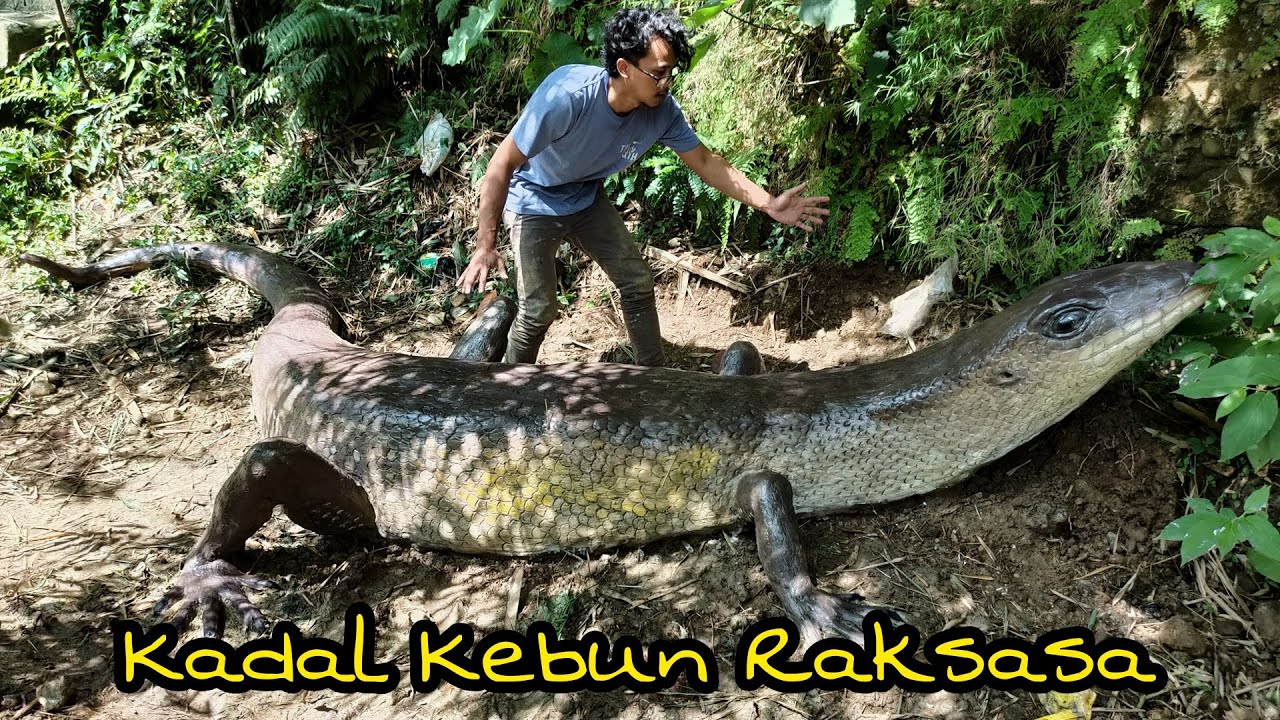 Kadal kebun terbesar di dunia
