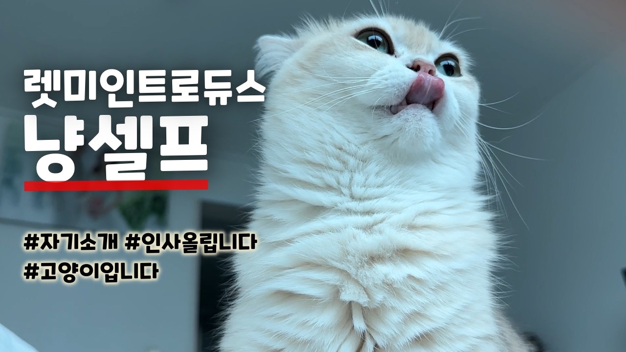 별안간 등장! 고양이 자기소개, 냅다 눕방하는 고양이 vlog