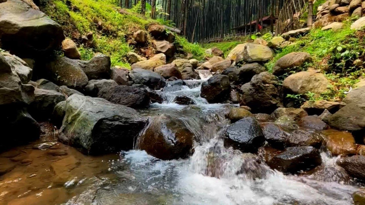 Drift into Deep Sleep with This Natural River Sound in a Quiet Pine Forest