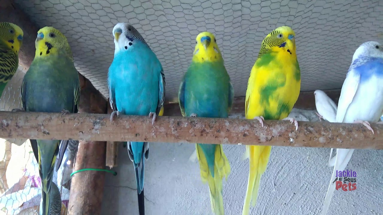 Rotina no viveiro de periquitos australianos