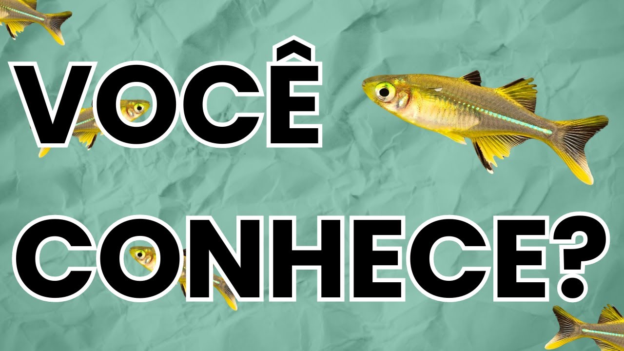 SAIBA TUDO SOBRE O PEIXE TELMATERINA E DEIXE SEU AQUÁRIO AINDA MAIS COLORIDO!