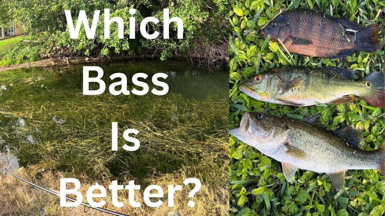 Which Bass Taste Better? Peacock or Largemouth (Catch, Clean, Cook)