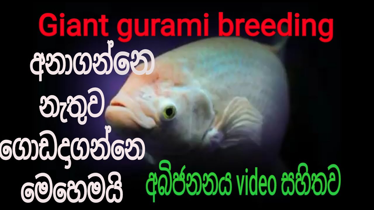 how to breed giant gurami fish / giant gurami fish care / giant gurami fry care / clear explanation