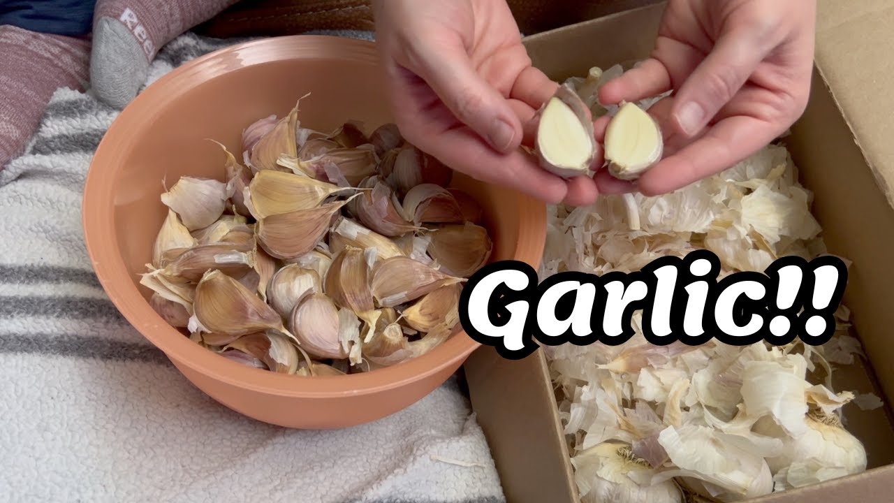 Planting Fall Garlic for 2026