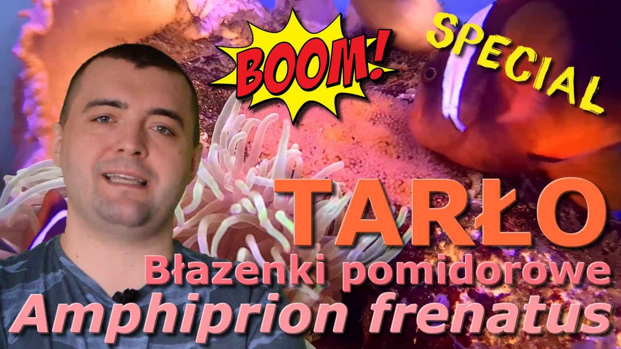 Błazenki pomidorowe Amphiprion frenatus TARŁO