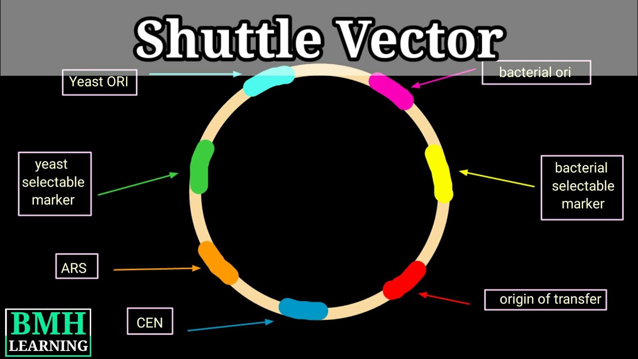 Shuttle Vector