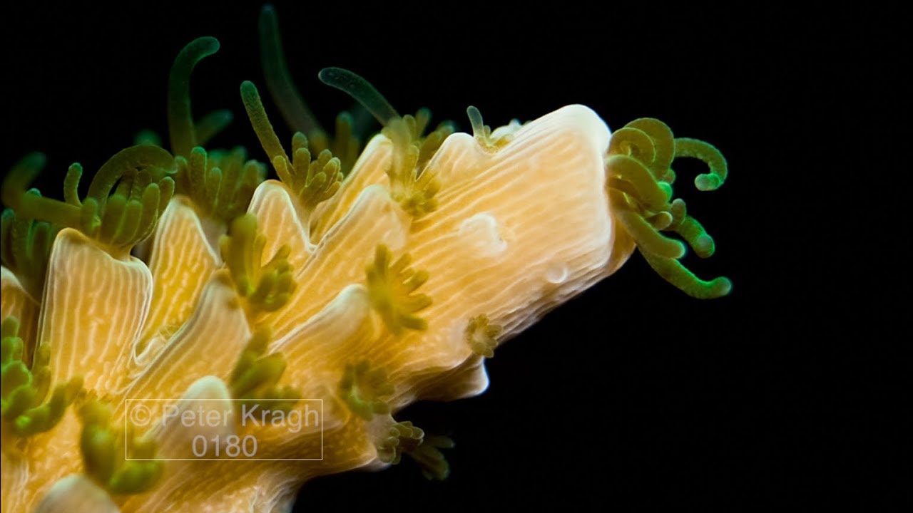 Time lapse of staghorn hard coral growing, close up of polyps