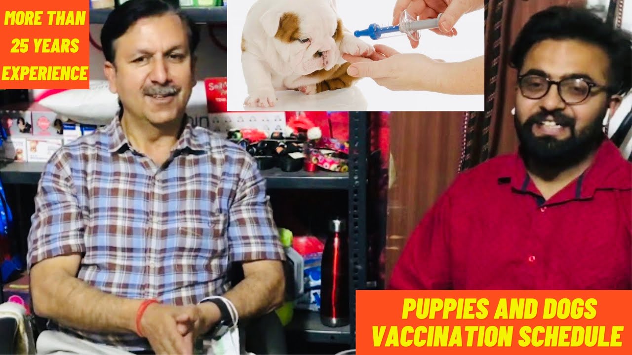 Vaccination - Experienced doctor who has done more than 3500 plus dogs surgeries and still continue.