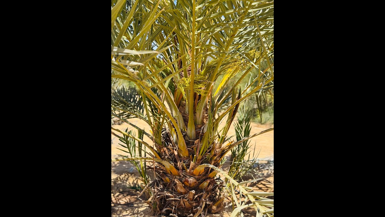 جولة مصورة - لجميع المراحل - وهدية لآخر مرحلة في المجدول للتواصل واتساب 01013633673