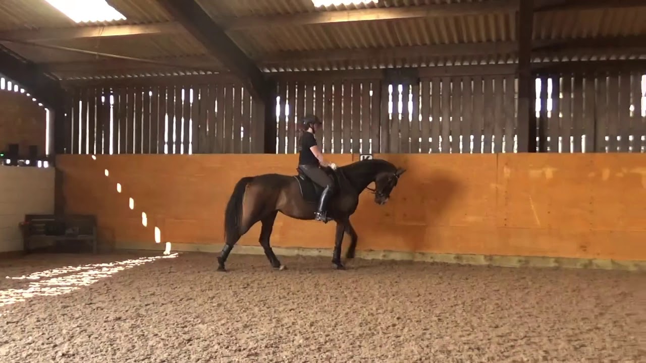 Travers and half-pass for beginners