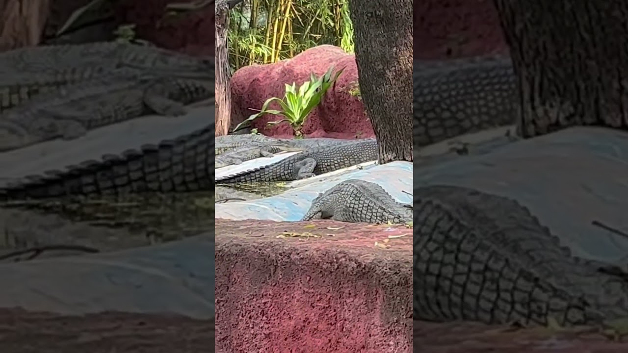 Hyderabad zoo park 🐊 Crocodile￼ full video available