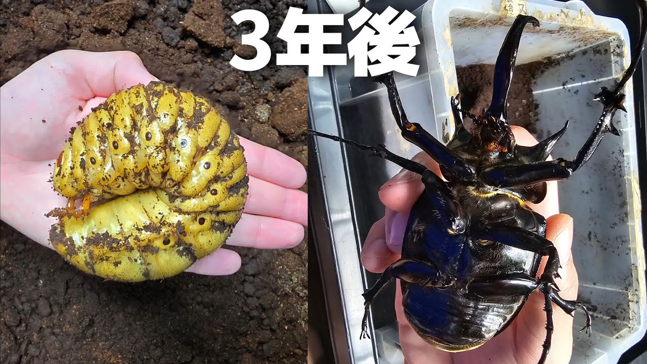 ３年かけて羽化してきた巨大カブトムシの飼育記録をまとめたら感慨深すぎた