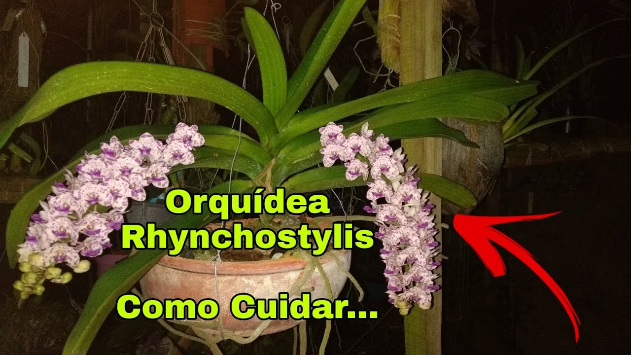 Orquídeas Rhynchostylis - Como Cuidar...