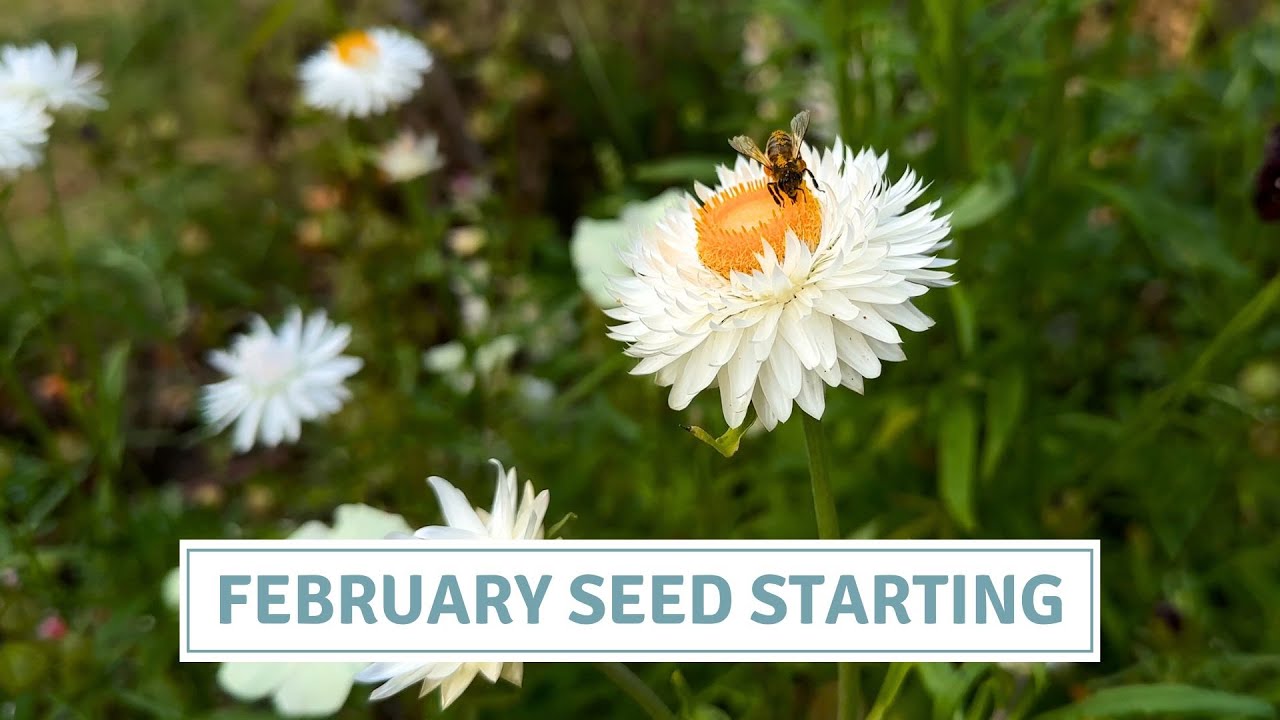 Sowing Strawflower & Penstemon for Stunning Garden Colour // Cottoverdi
