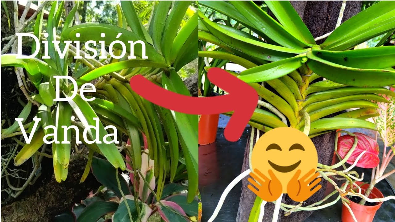 ¿ COMO DIVIDIR O SEPARAR ORQUÍDEAS VANDA?