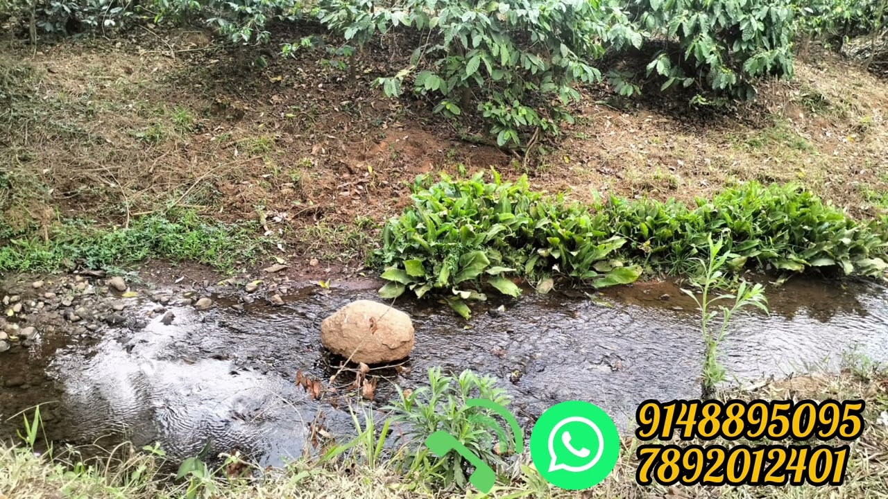 4 acr hill view coffee plantation for sale in Chikmagalur #realestate #coffeeestate