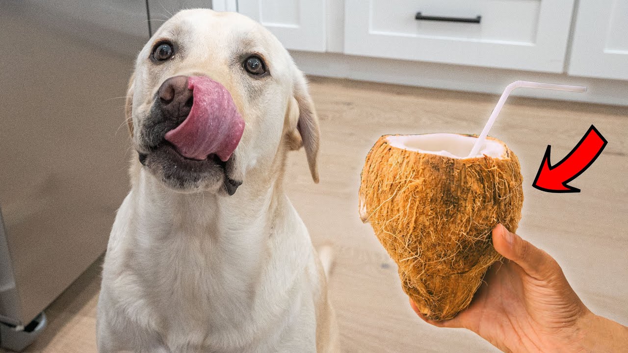 Labrador Tries Coconut For FIRST TIME!!