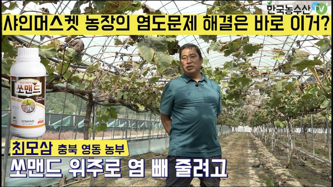 [한국농수산TV] 샤인머스켓 농장의 염도문제 이걸로 해결했어요~ 충북 영동