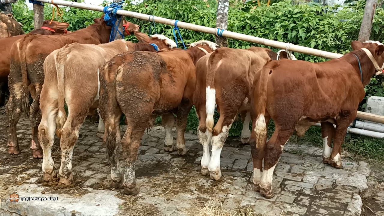Lapak Pedet Jantan Super Pilihan Juragan Asal Magelang !! Pasar Hewan Muntilan !!