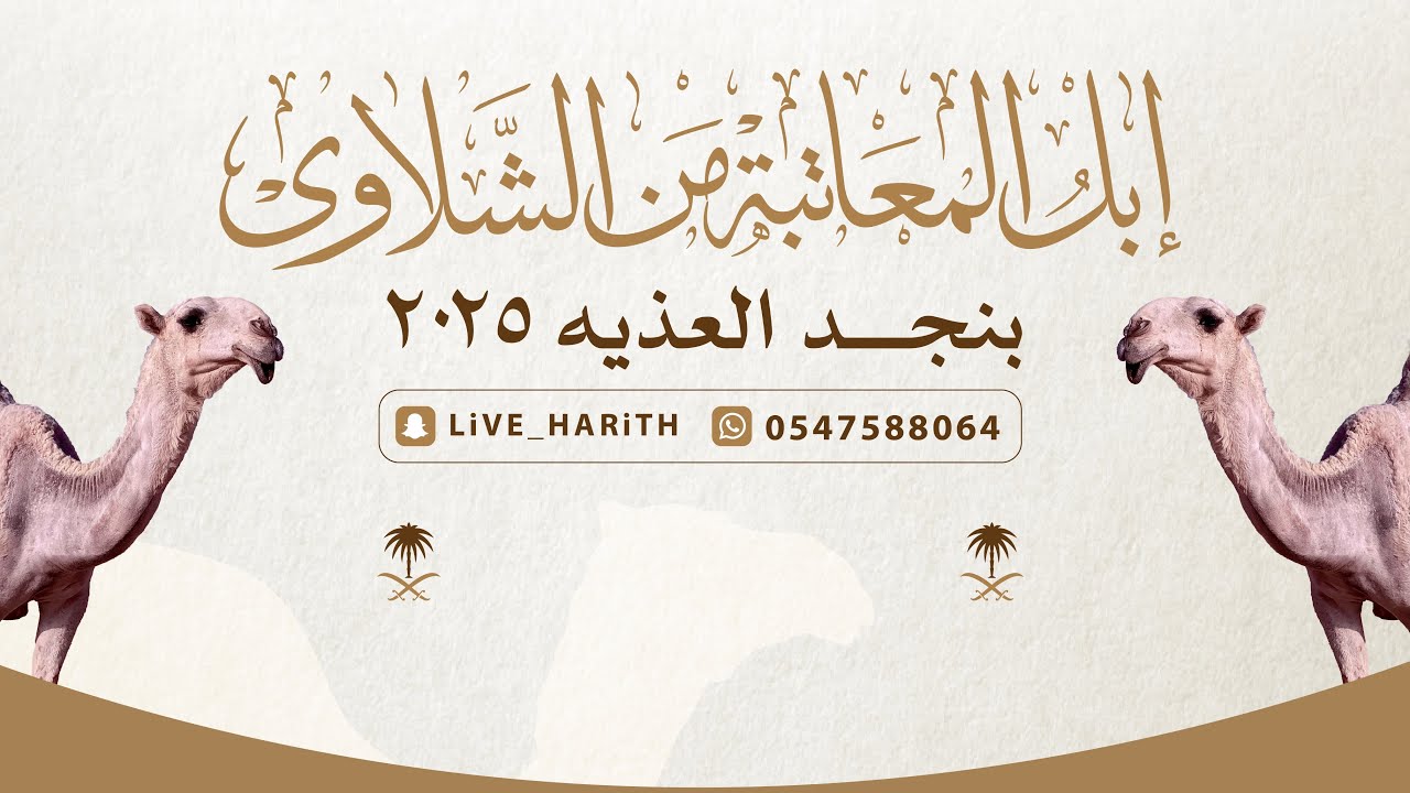 من إبل المعاتبة الشلاوى في نجد العذية ٢٠٢٥ م 📸 خالد المسيلي