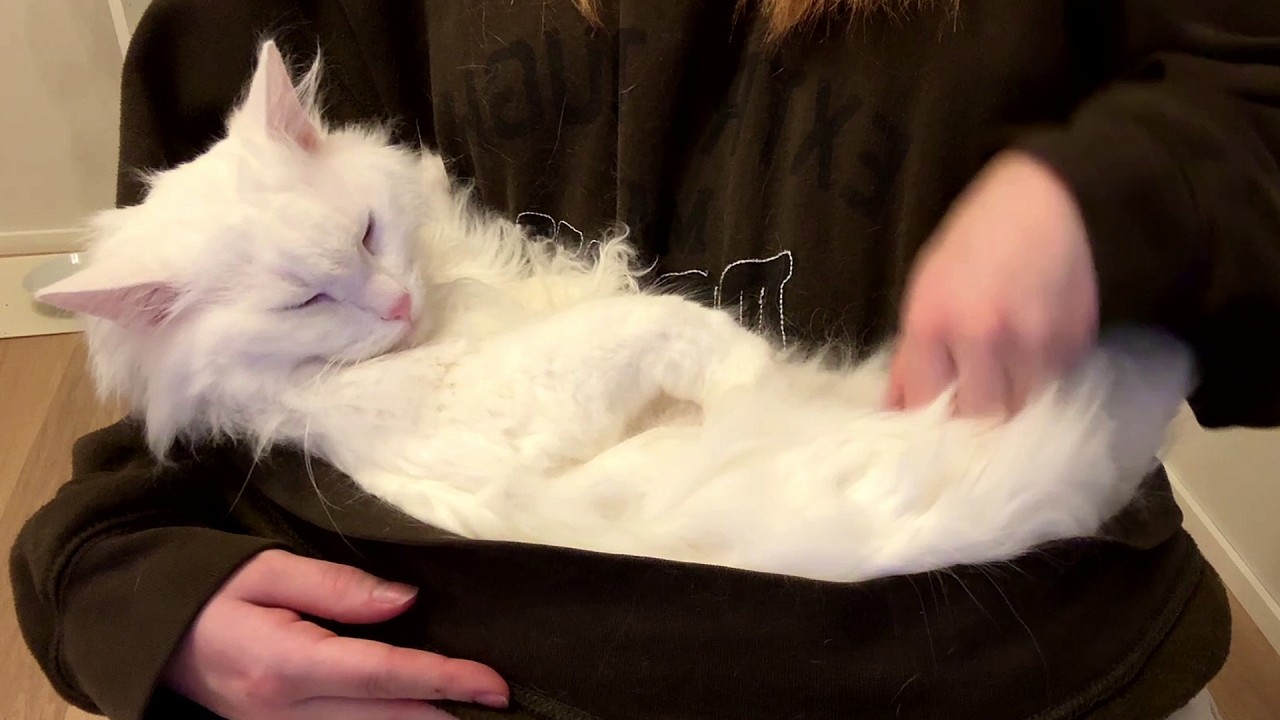 Secret Snuggle Time with Deaf Cat