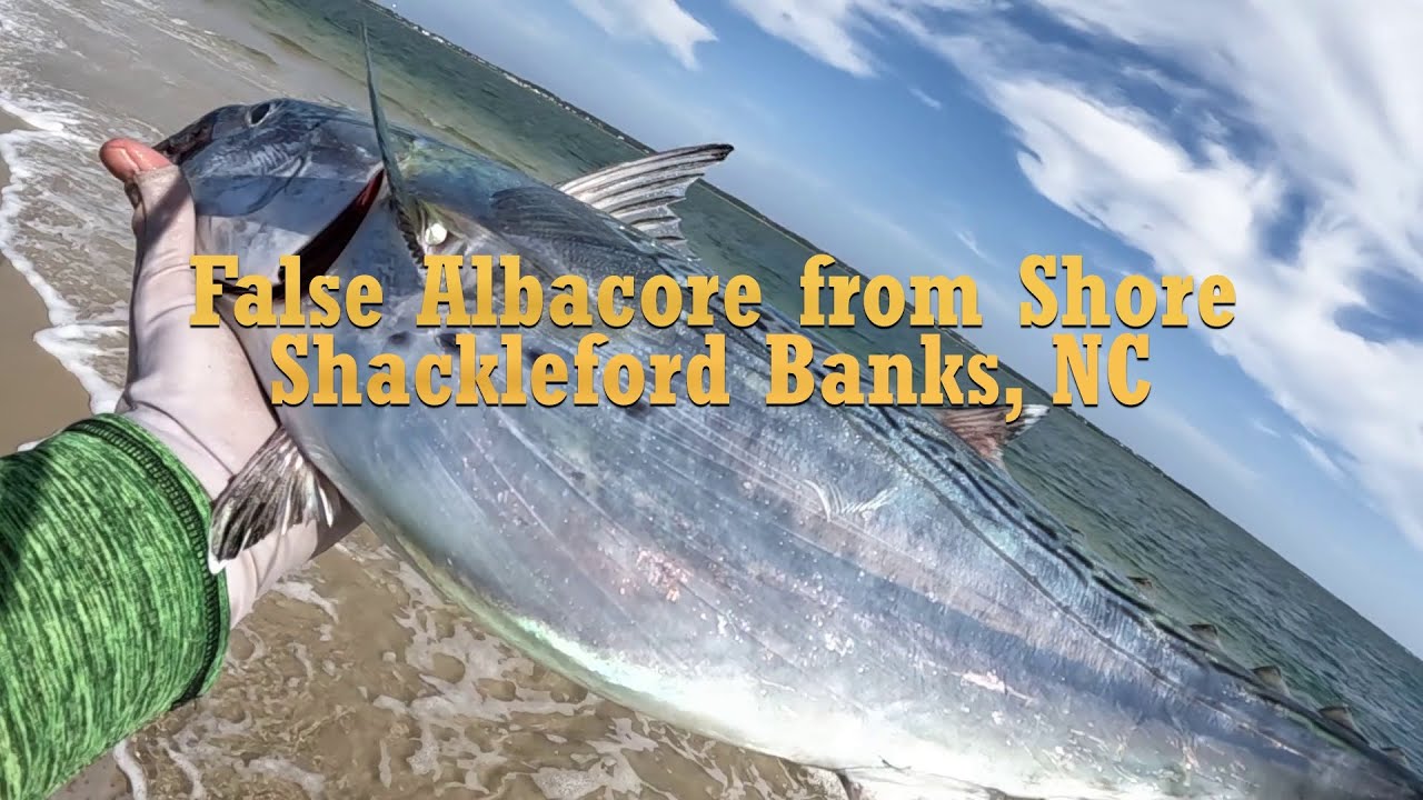 Shore Core! Fly Fishing the S. Outer Banks NC False Albacore Run on the Beach at Shackleford Banks