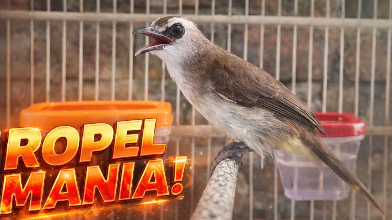 Burung Trucukan Kicau Mania Sahabat Burung Trucukan 
