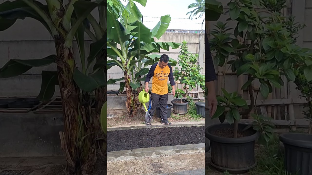 Siram Tanaman #urbanfarming #urbanfarm #tangerangayo✊