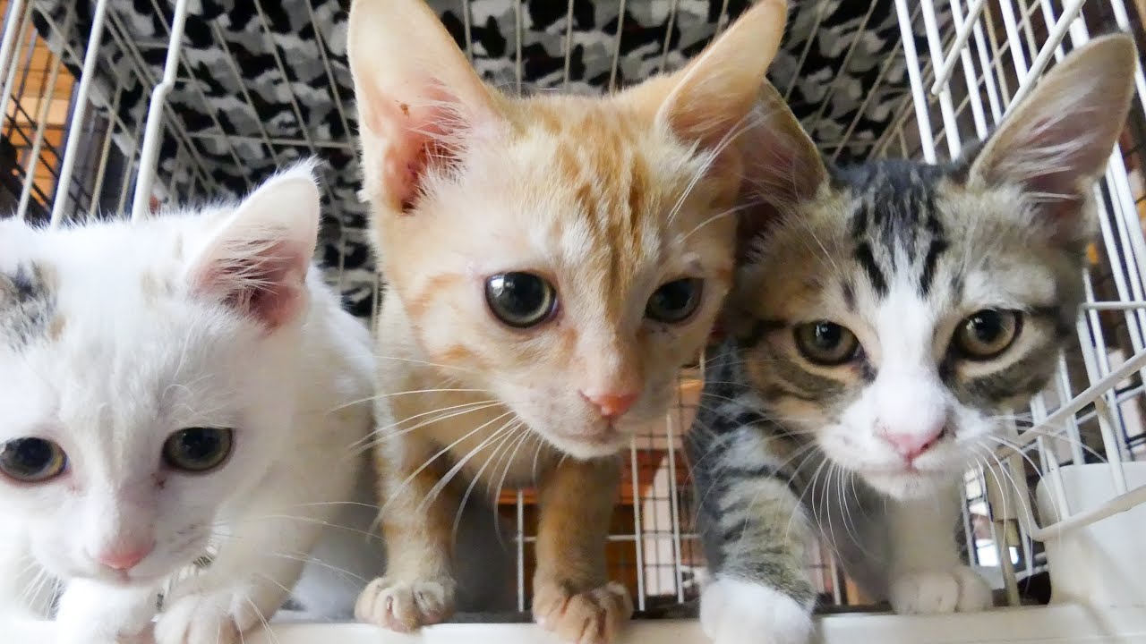 3匹子猫のケージにカメラを設置した結果
