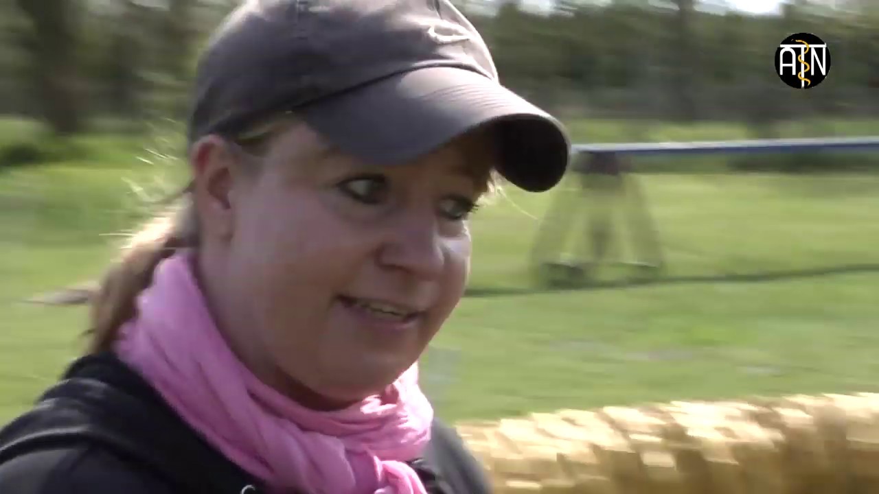 Ausbildung zum Hundetrainer ATN, Einblick in den Berufsalltag bei einer Hundeschule