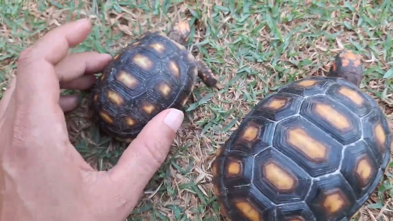 Onde comprar um jabuti legalizado.