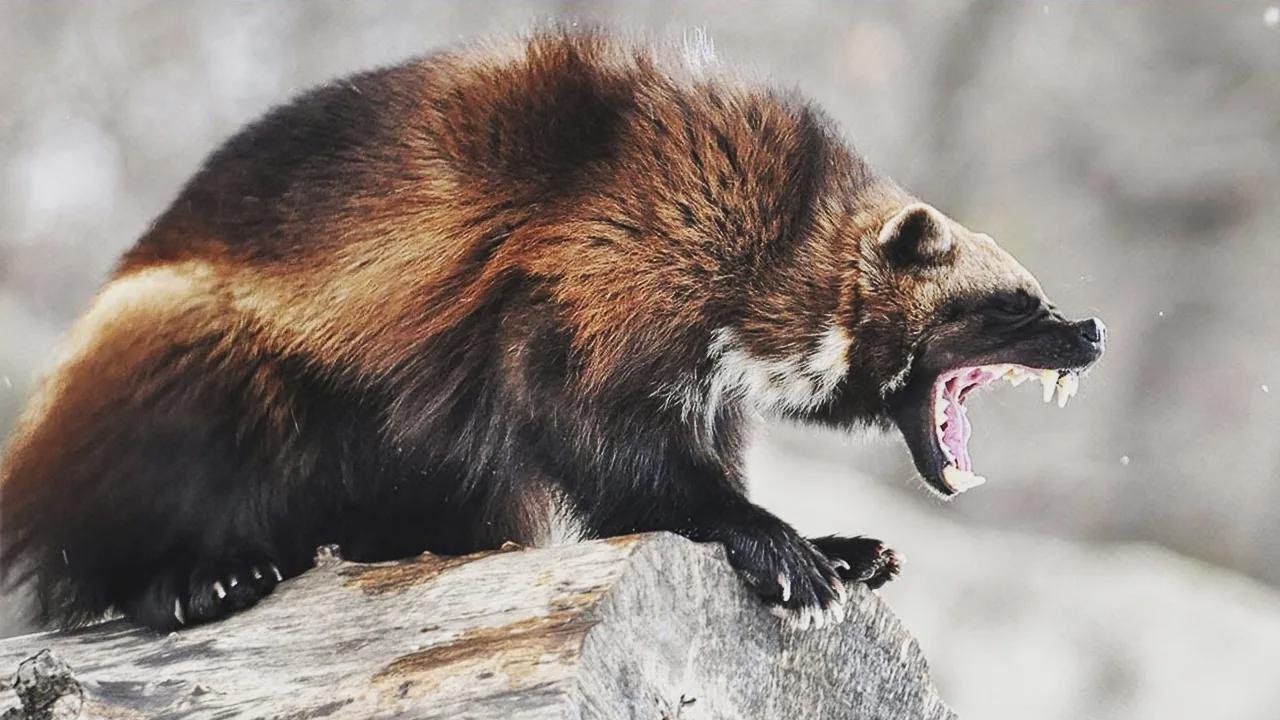WOLVERINE ─ O Animal Mais Agressivo da Terra! Wolverine vs Lobo e Veado