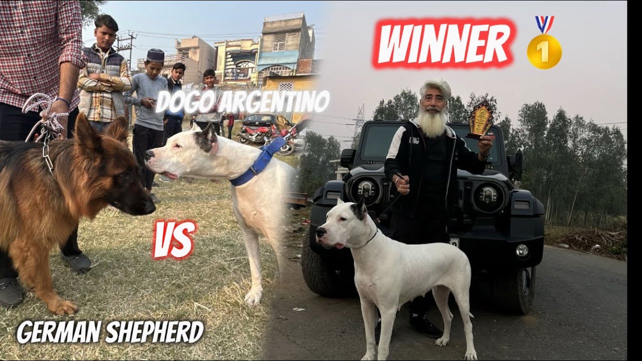 Athena Jeet gayi😍dog show Mai🔥Dogo Argentino vs germanshepherd🙆#dogshow