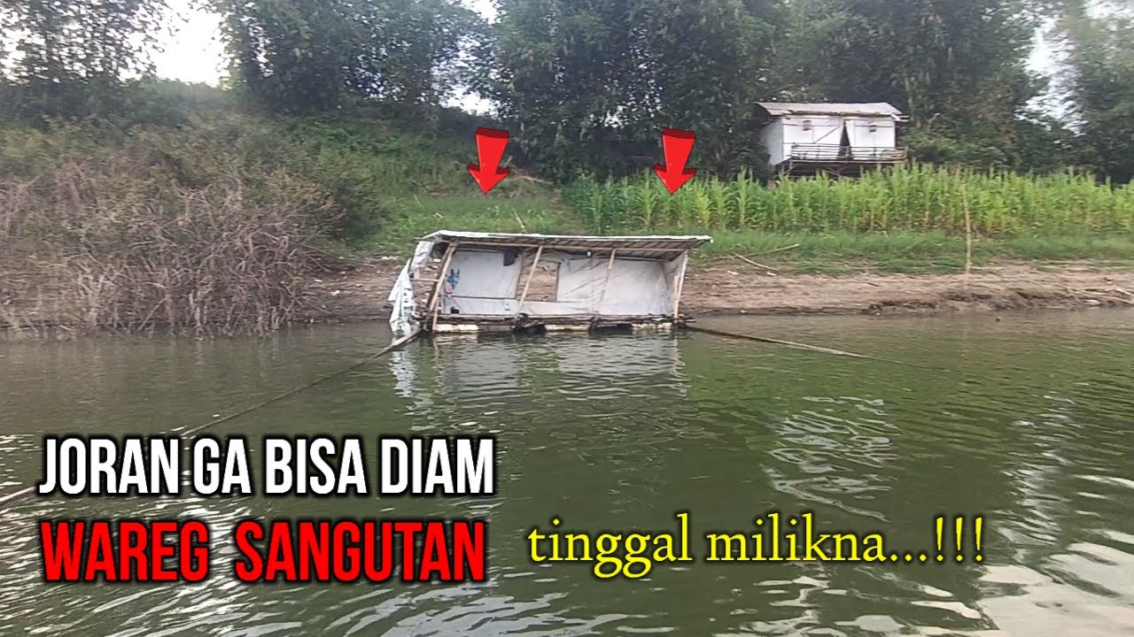 Pagi sampai siang sangutan mah wareg tinggal milikna  || 99% SANGUTAN NILA hungkul
