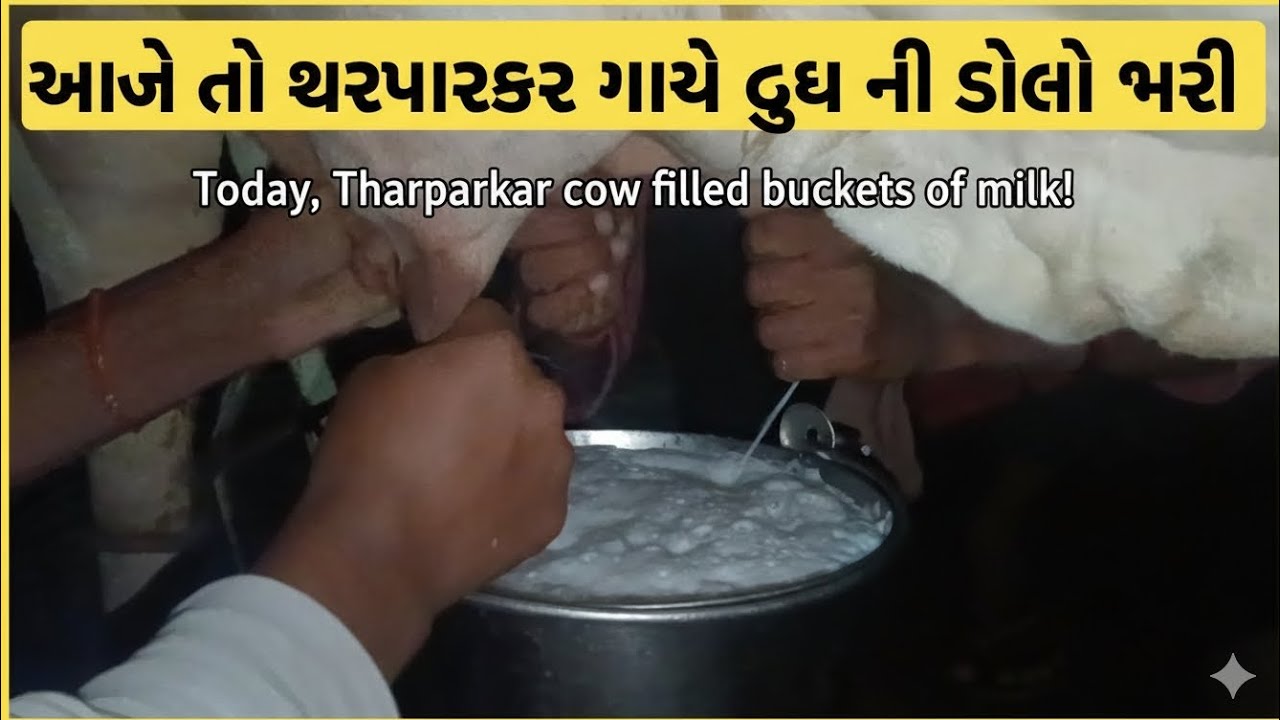  થરપારકર ગાયે દૂધની ડોલો ભરી! 🐄 | મારો પહેલો ડેરી વ્લોગ #Tharparkarcowmilk capacity, #થરપારકર ગાય.