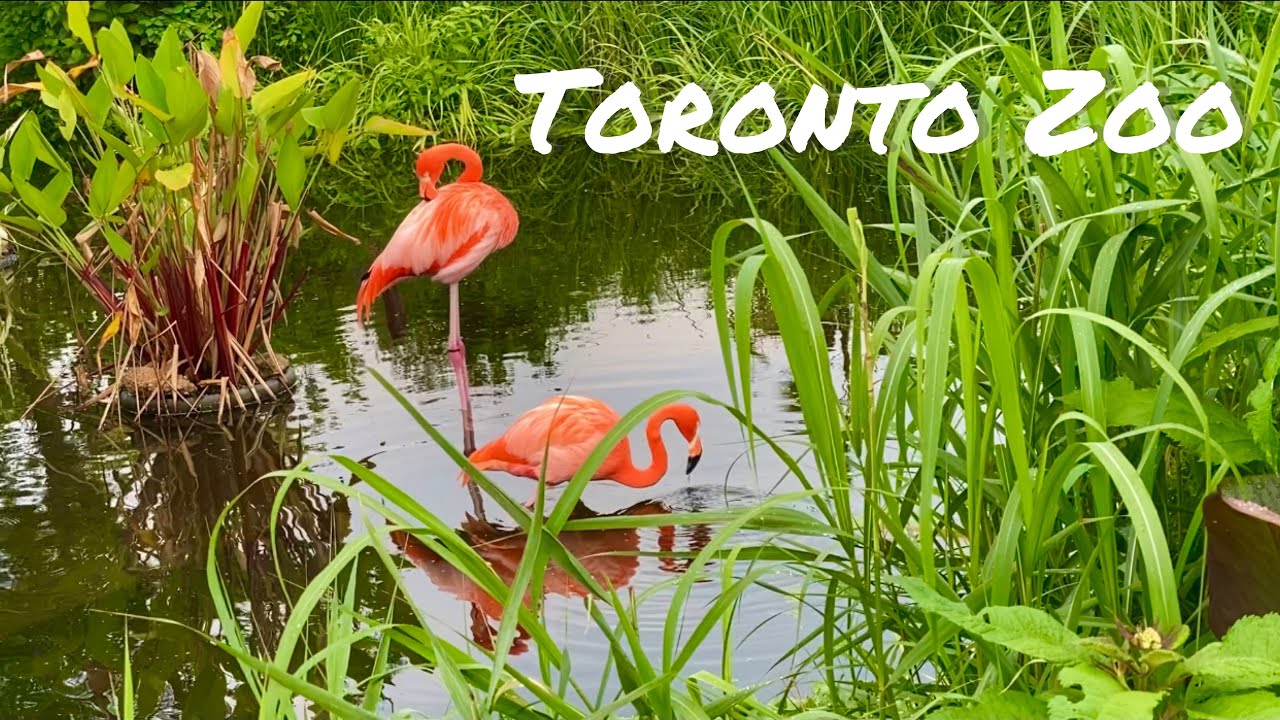 Toronto Zoo Tour / Toronto Canada / Part 3 / Shot on iPhone