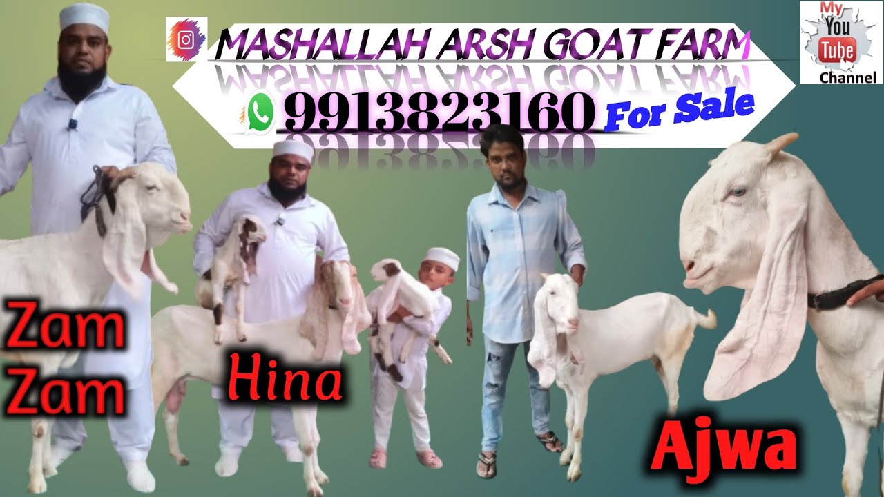 Mashallah Arsh goat farm Ahmedabad Goat patira Hedrabadi Hibreed HYP Totapuri Selig sellingFor sale 