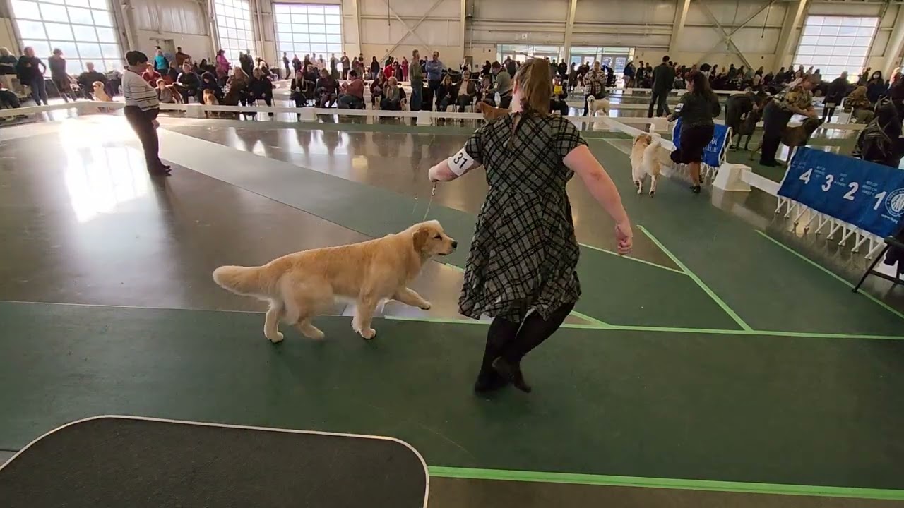 Show November 20, 2022 Goldens