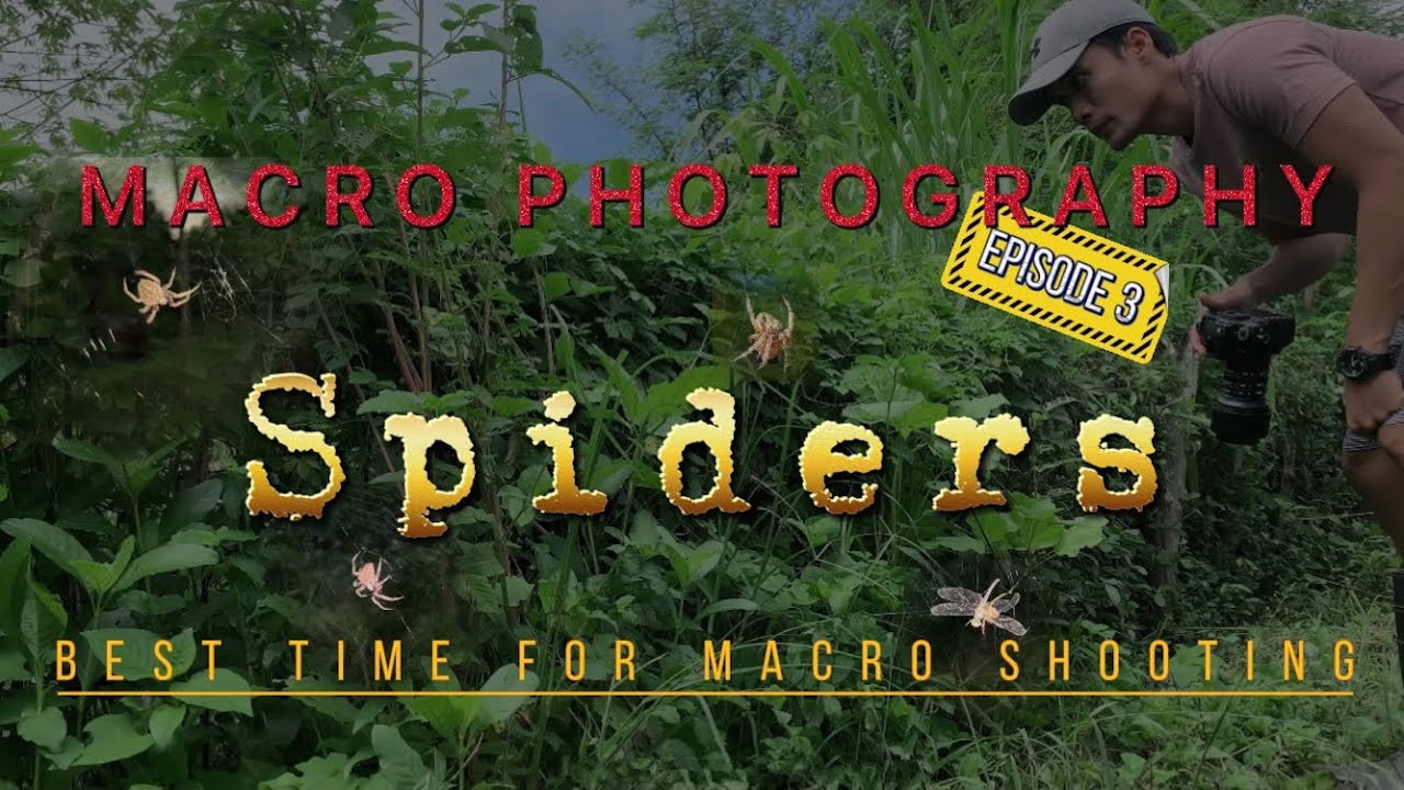 Macro Photography: Spiders | Best Time For Macro Shooting | Nature Photography
