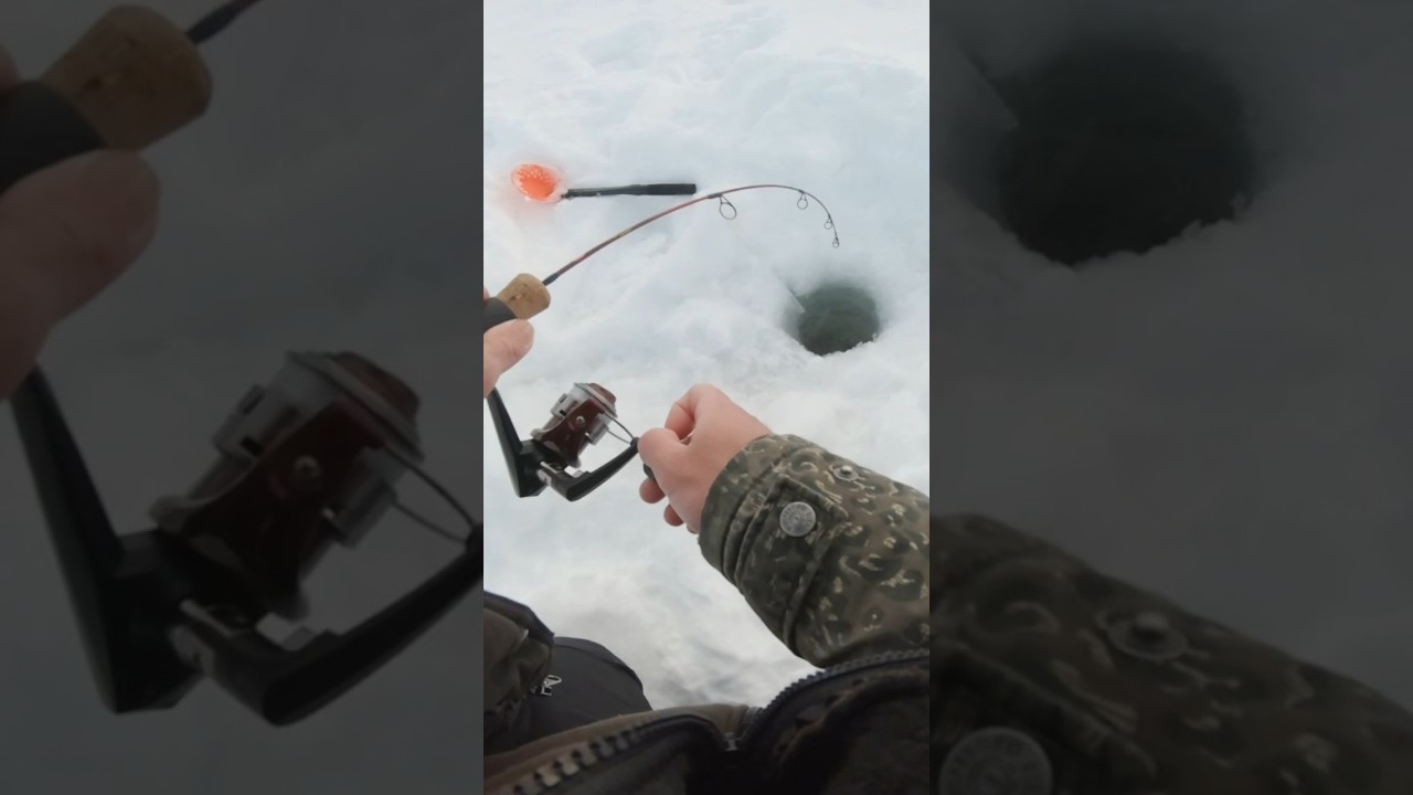 Pimpla r&ouml;ding 🎣 #icefishing #r&ouml;ding #pimpla #fiske #fishing #skitfiske #fishaon #viral #ตกปลา