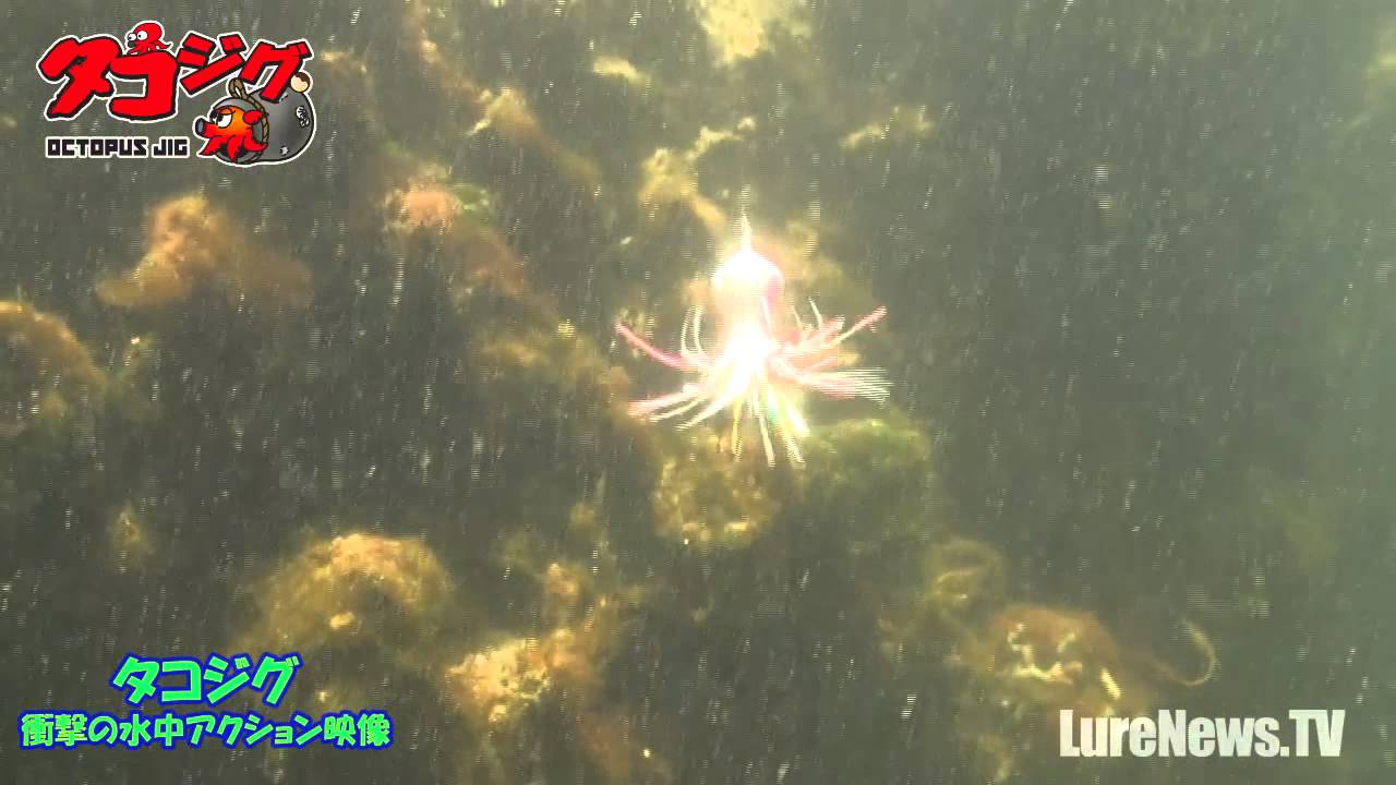 岸ダコゲーム専用タコジグの衝撃水中アクション映像 (224)