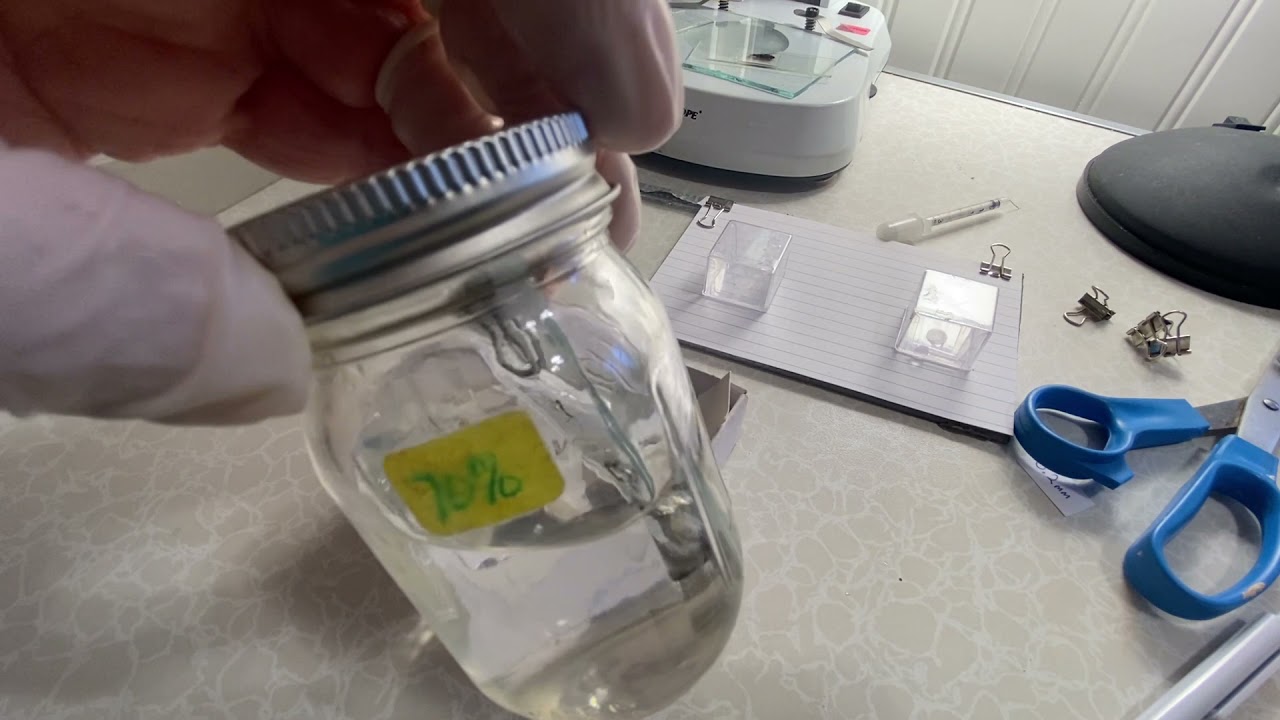Video 2 of 4. Proper Techniques for Permanent Slide Making of Whole Mount Insects