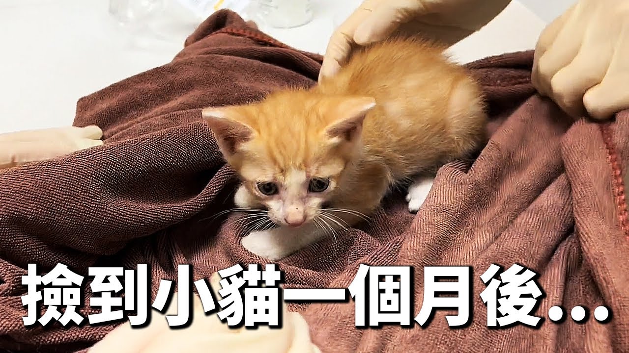 撿到小貓一個月後...