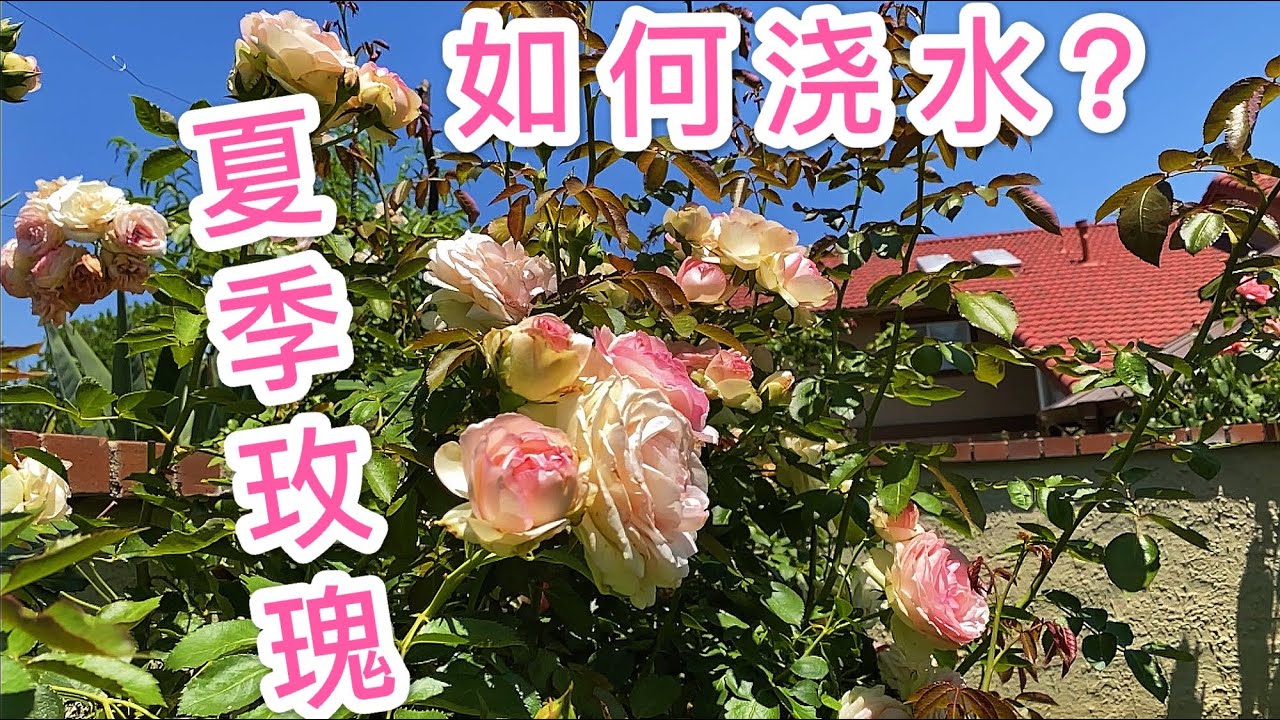 （园艺篇74）订阅我的一定要进来看看！玫瑰，绣球，三角梅，夏季浇水，这一集浇水不看真的辣手摧花！