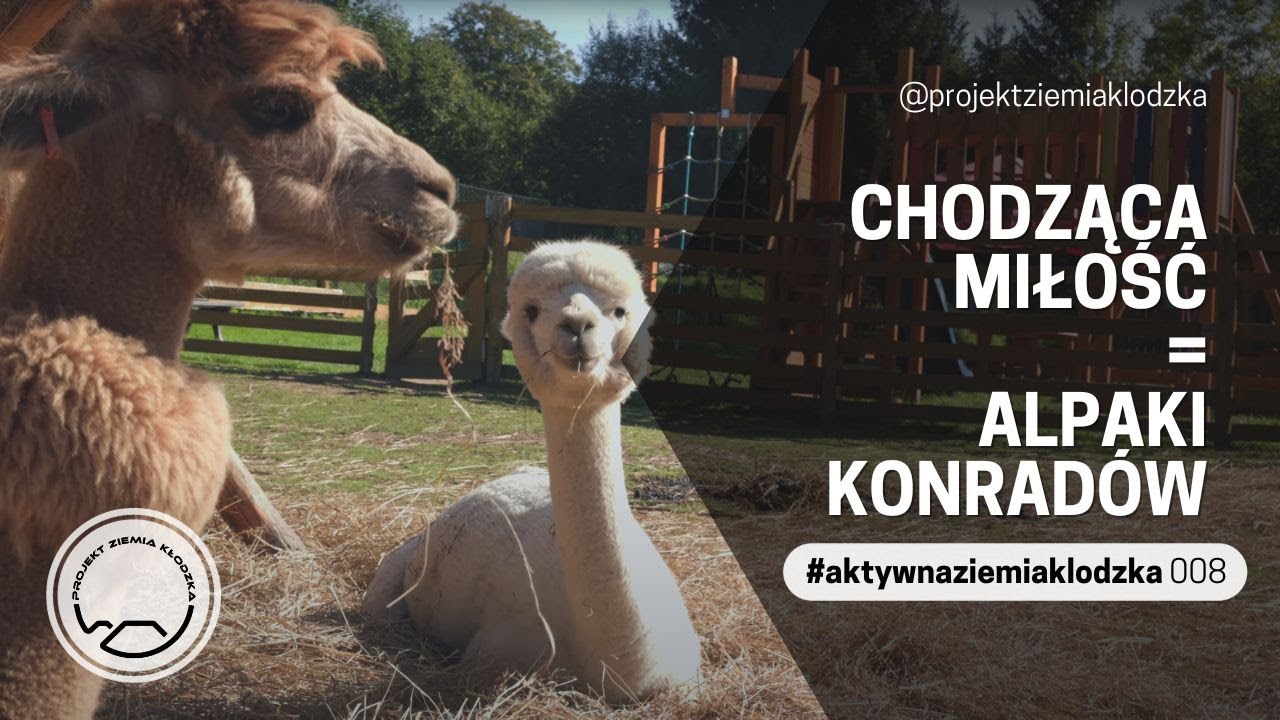 Chodząca miłość = Alpaki Konradów | #aktywnaziemiaklodzka #8 | Projekt Ziemia Kłodzka