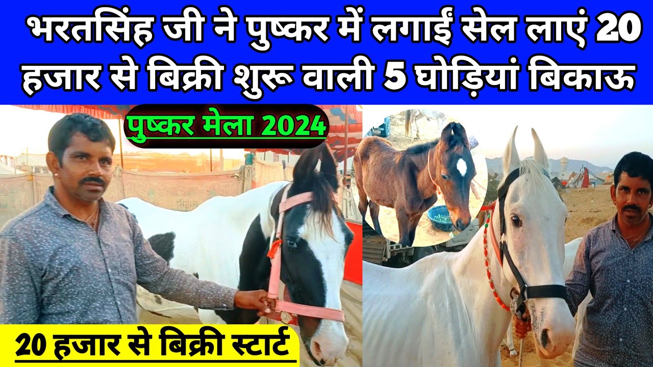 भरत जी ने पुष्कर में लगाईं सेल लाएं 20 हजार से बिक्री शुरू वाले 5 घोड़ियां। Pushkar horse Mela 2024।
