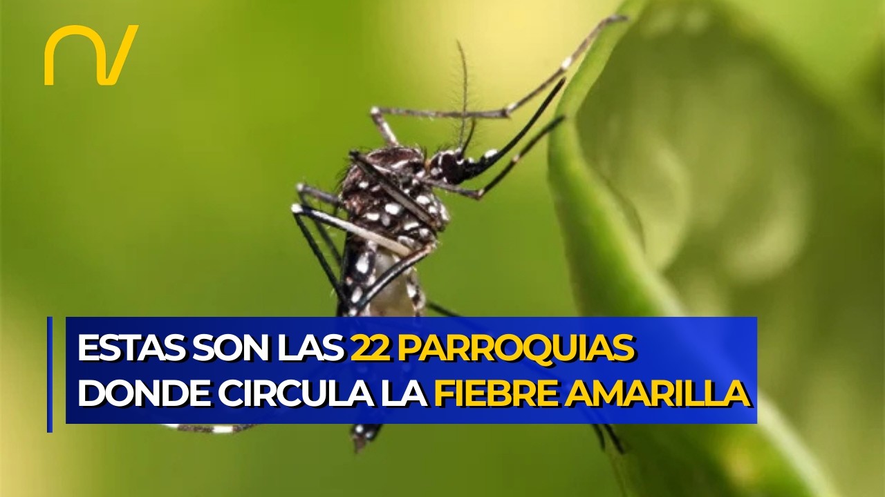 ¡ALERTA SANITARIA! Venezuela activa vacunación masiva por brote de Fiebre Amarilla