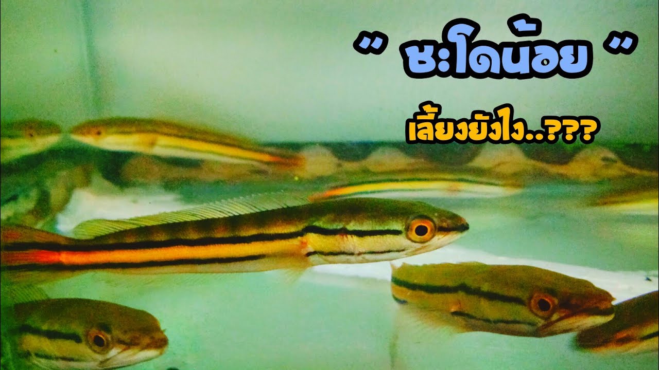 เลี้ยงปลาชะโด  ปลาชะโด  เลี้ยงยังไง..??? | YO FISHING STORY