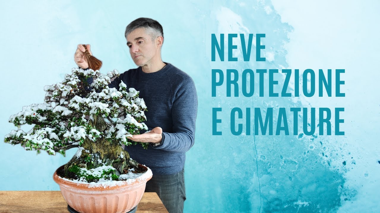 CIMATURA PYRACANTHA in INVERNO e GESTIONE NEVE